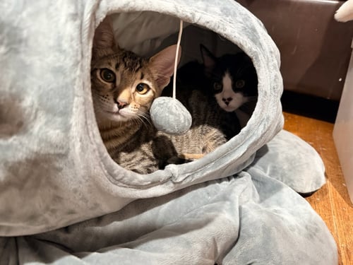 TIGER - Domestic Short Hair available for adoption