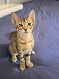 Tiger - Photo 6