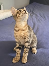 Tiger - Photo 7