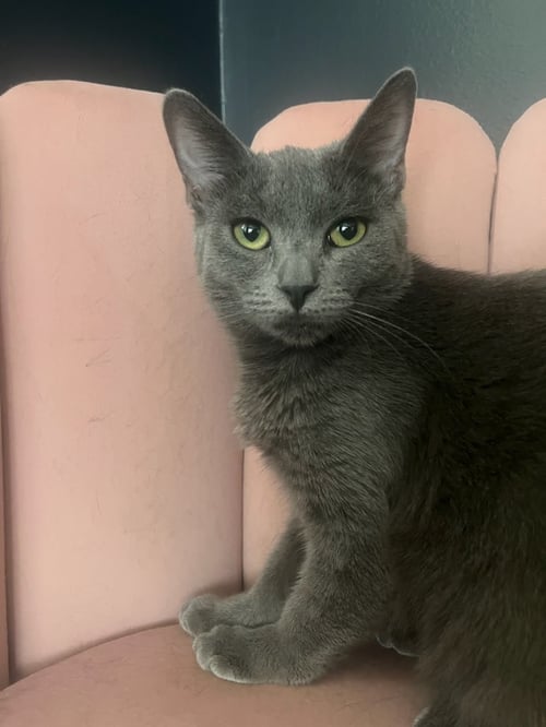 JAGGER - Russian Blue available for adoption