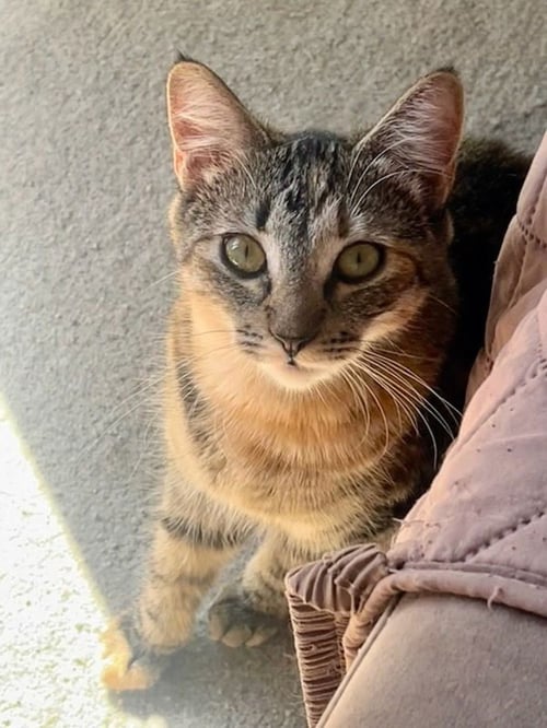 SNICKERS - Domestic Short Hair / Tabby available for adoption