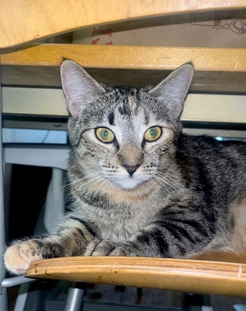 SNICKERS - Domestic Short Hair / Tabby available for adoption