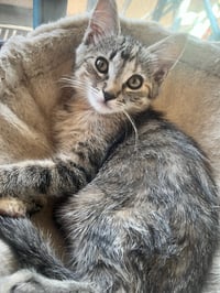 Snickers - Photo 5