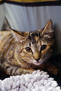 Snickers - Photo 3