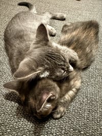 Snickers - Photo 9