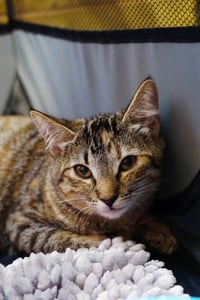 Snickers - Photo 4