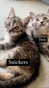 Snickers - Photo 6