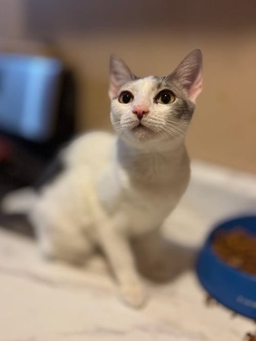 ROSY - Domestic Short Hair available for adoption