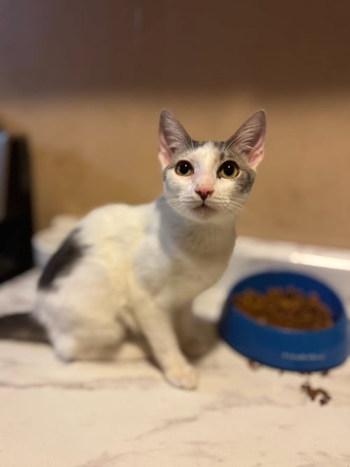 ROSY - Domestic Short Hair available for adoption