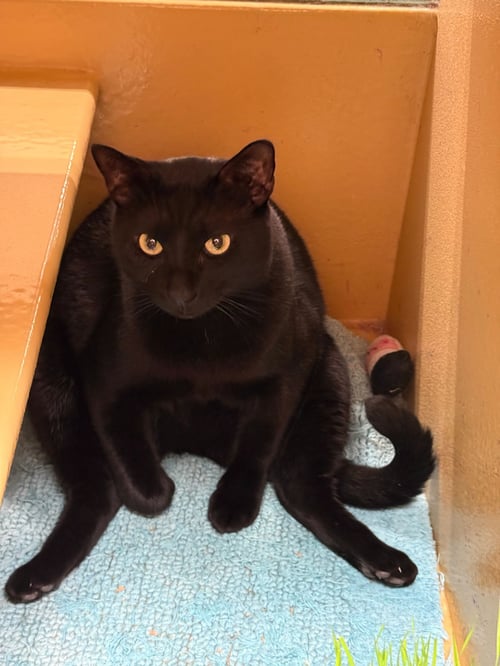 EDDIE - Domestic Short Hair available for adoption