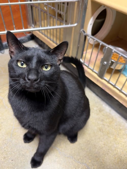 EDDIE - Domestic Short Hair available for adoption