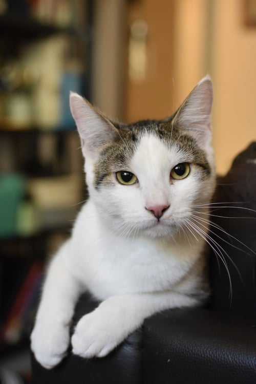 KATMAI - Domestic Short Hair / Tiger available for adoption