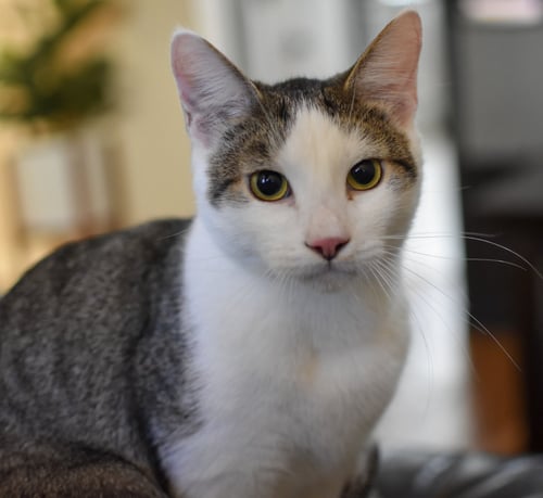 KATMAI - Domestic Short Hair / Tiger available for adoption