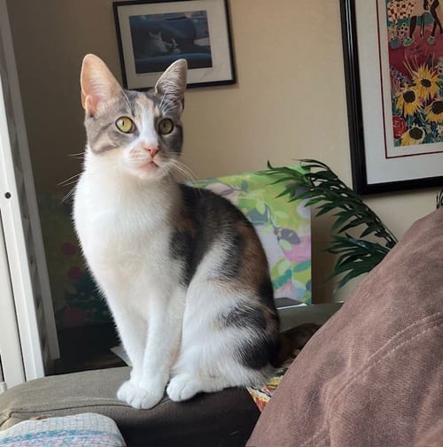 SUZY - Domestic Short Hair / Dilute Calico available for adoption
