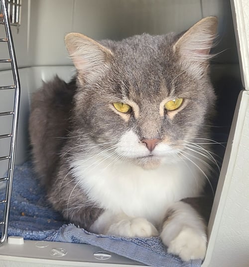 TOM TOM - Domestic Long Hair / Tuxedo available for adoption