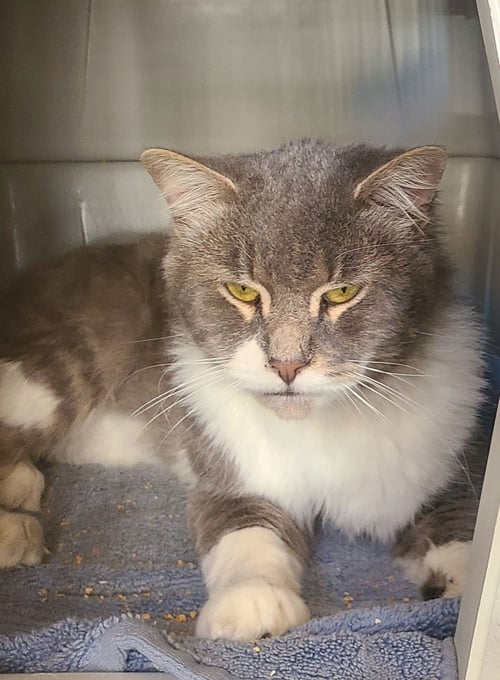 TOM TOM - Domestic Long Hair / Tuxedo available for adoption