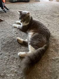 Tom Tom - Photo 4