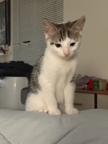 JOHNNY CASH - Domestic Short Hair available for adoption