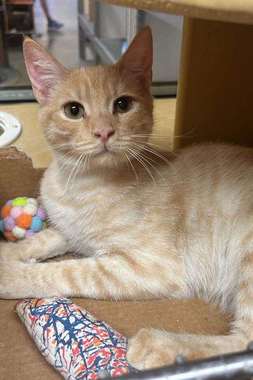 CARL JR. - Domestic Short Hair available for adoption