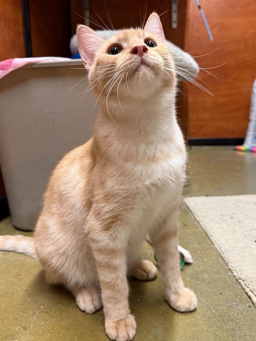 CARL JR. - Domestic Short Hair available for adoption