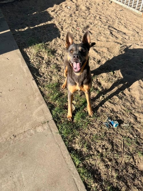 LUNA - Doberman Pinscher / German Shepherd Dog available for adoption