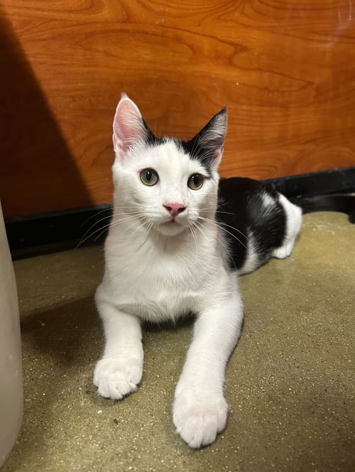 KOBUK - Domestic Short Hair available for adoption