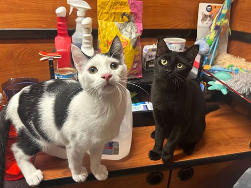 KOBUK - Domestic Short Hair available for adoption