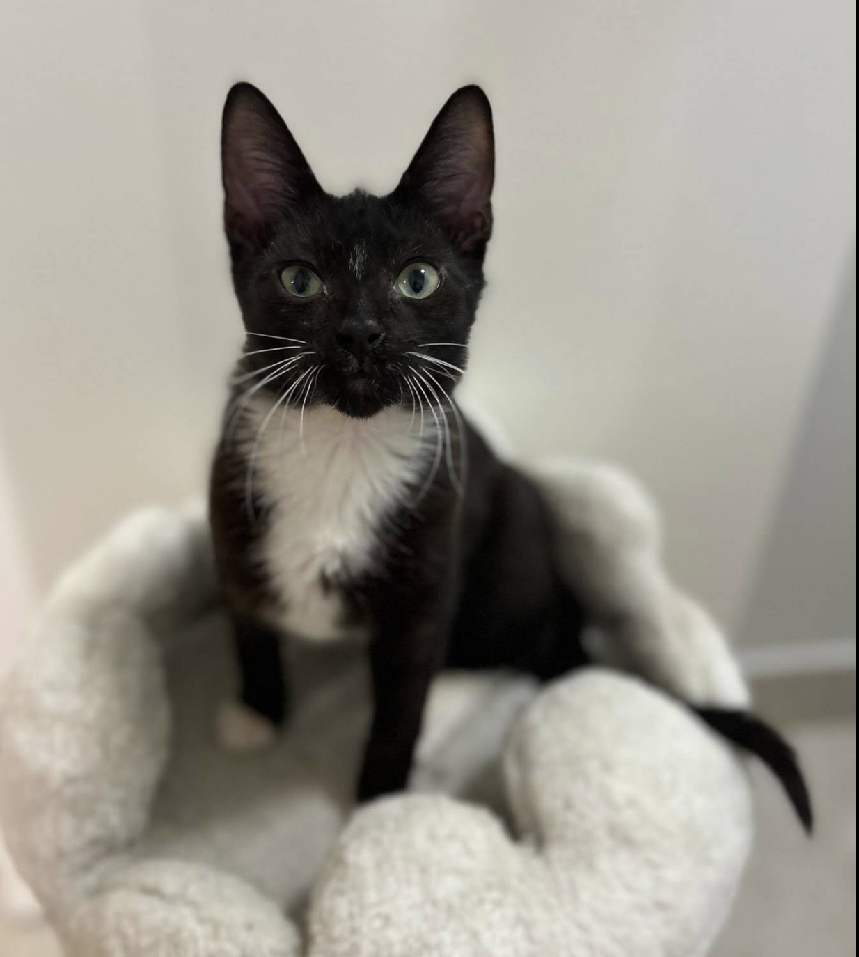 BUDDY - Domestic Short Hair available for adoption