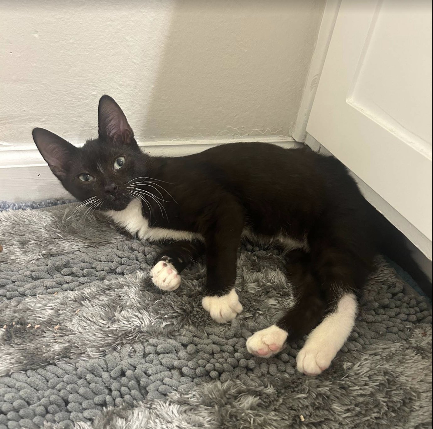 BUDDY - Domestic Short Hair available for adoption