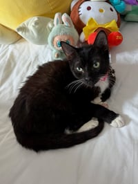 Buddy - Photo 3