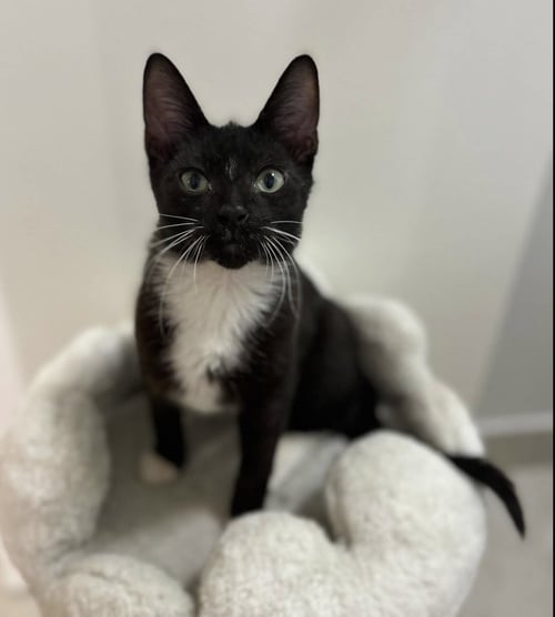 BUDDY - Domestic Short Hair available for adoption