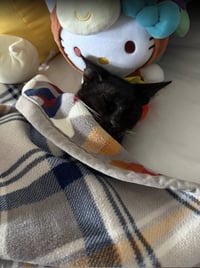 Buddy - Photo 5
