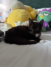 Buddy - Photo 4