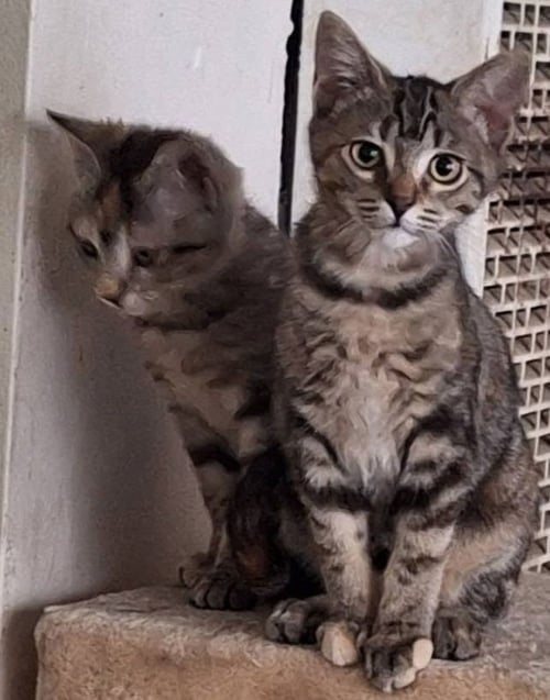 MILLY - Domestic Short Hair / Tabby available for adoption