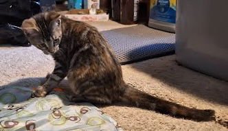 MILLY - Domestic Short Hair / Tabby available for adoption