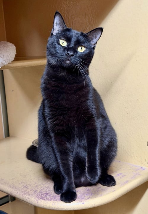 HALEAKALA - Domestic Short Hair available for adoption