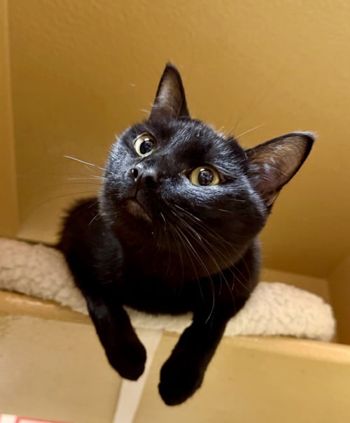 HALEAKALA - Domestic Short Hair available for adoption