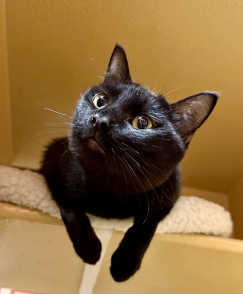HALEAKALA - Domestic Short Hair available for adoption