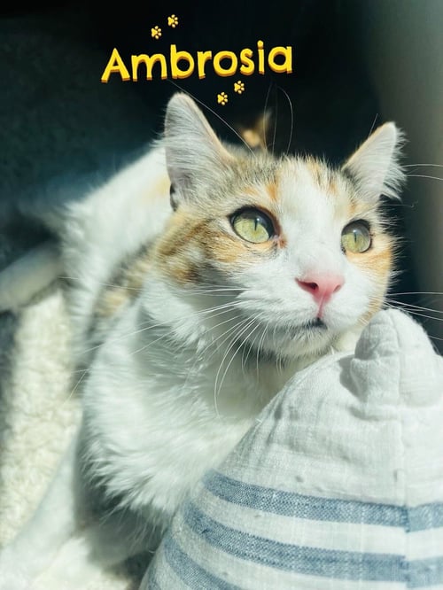 AMBROSÍA - Domestic Short Hair / Calico available for adoption