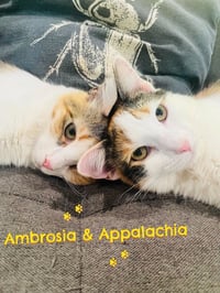 Ambrosía - Photo 2