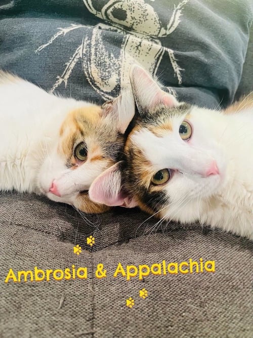 AMBROSÍA - Domestic Short Hair / Calico available for adoption