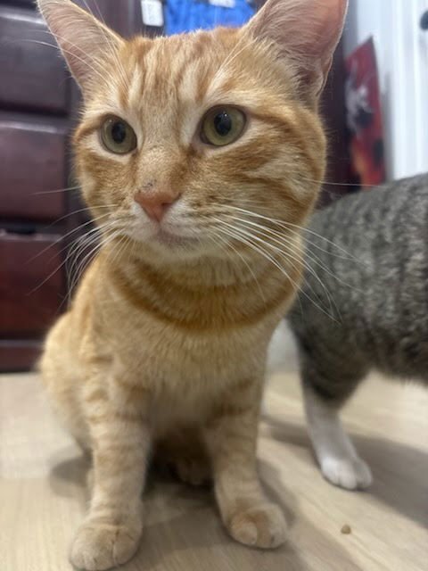 CHEETOS - Domestic Short Hair available for adoption