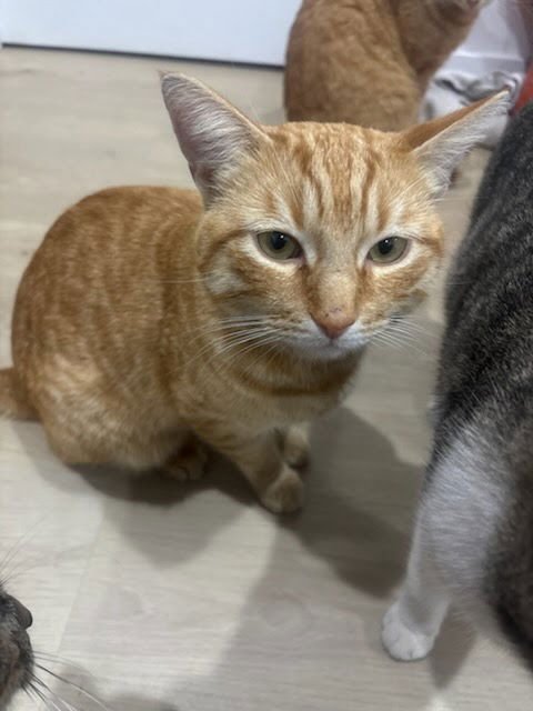 CHEETOS - Domestic Short Hair available for adoption