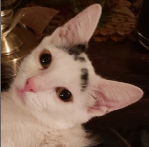 LUKE - Domestic Short Hair available for adoption