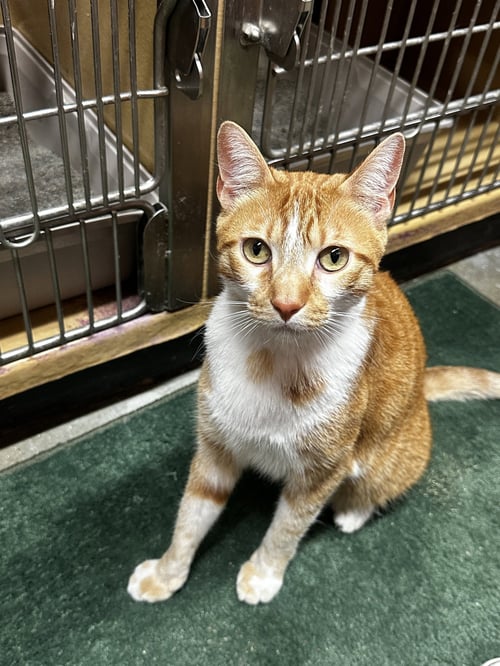 CAL - Domestic Short Hair available for adoption