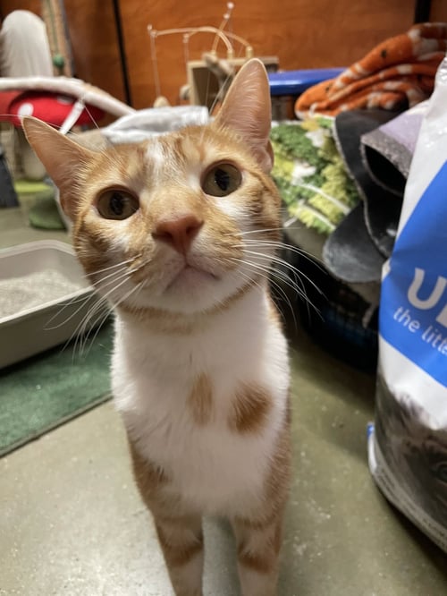 CAL - Domestic Short Hair available for adoption