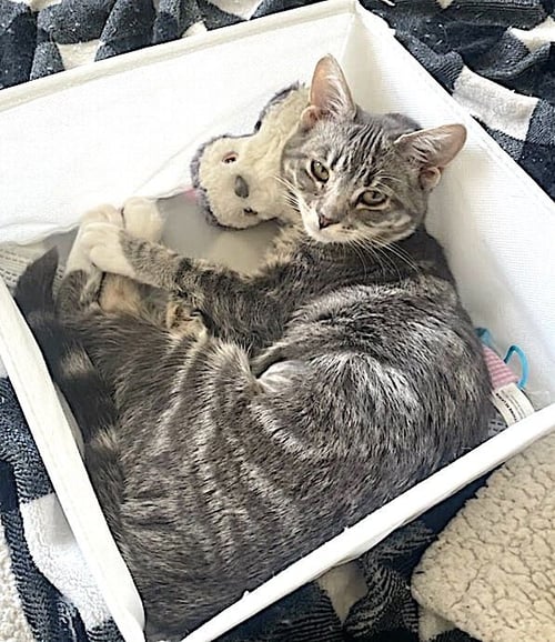 DAISY LOU - Domestic Short Hair available for adoption