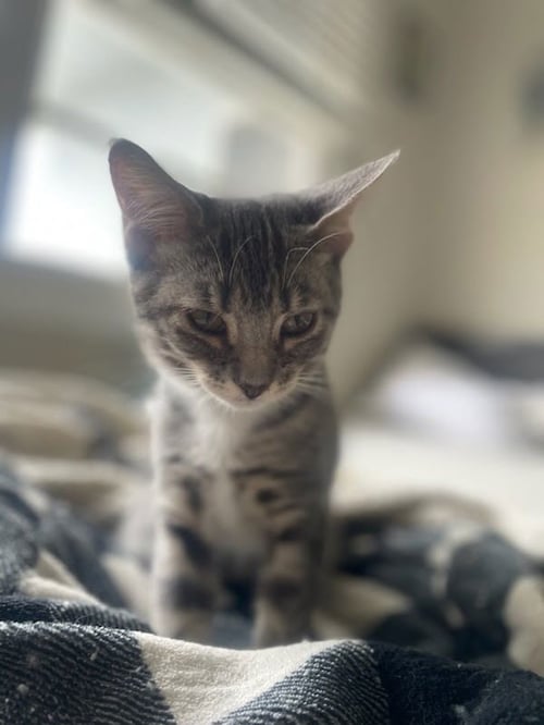 DAISY LOU - Domestic Short Hair available for adoption