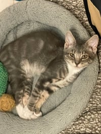 Daisy Lou - Photo 3
