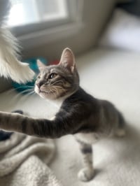 Daisy Lou - Photo 4